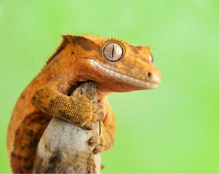Imagem do Gecko de Crista
